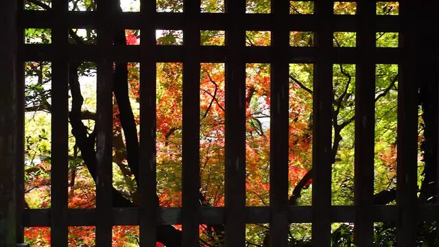 風にゆれる菊池公園の紅葉　菊池神社