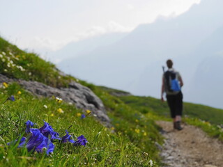 Blue Gentian Hiking