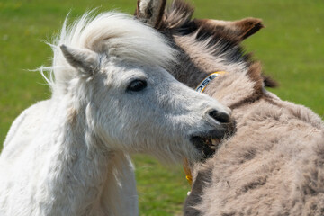 Close-up of pony and donkey scratching each other in animal sanctuary in Isle of Wight, United Kingdom