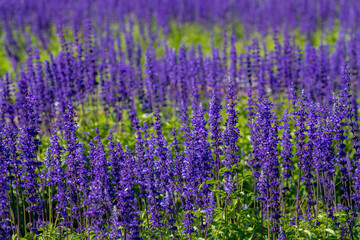 Selective focus of Salvia farinacea blue in the garden with green leaves, Beautiful colorful purple flowers plant of Victoria blue (Mealy Cup Sage) Nature flora pattern texture background.