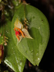 Lepanthes falx-bellica Pupulin and Bogarín, Orchidaceae, Costa Rica