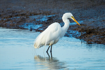 White Egret