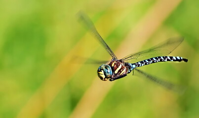 Migrant Hawker Dragonflies in Flight