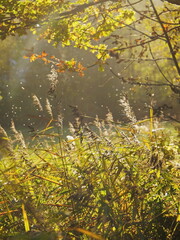 Feathery wild grass in autumn woodland