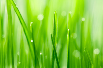 Fototapeta na wymiar Close up of green leaves of grass with water drops. Natural green background.
