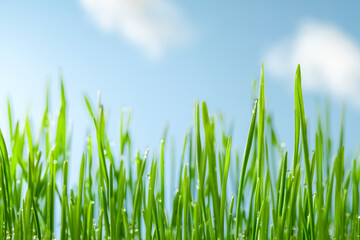 close up of green grass grow up against blue sky on sunmmer. natural background with copy space.