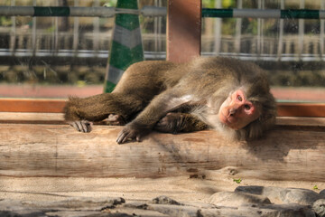 baby monkey and mother © satoko hinosaka