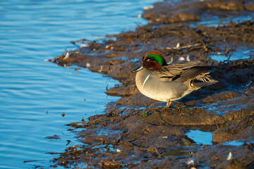 Green-Winged Teal Duck