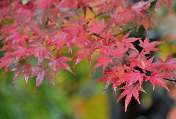 雨に濡れる紅葉