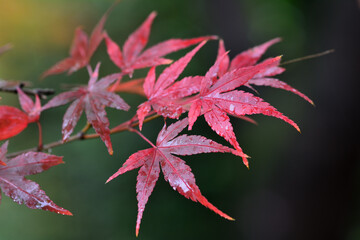 雨に濡れる紅葉