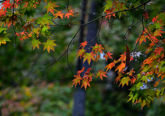 雨に濡れる紅葉