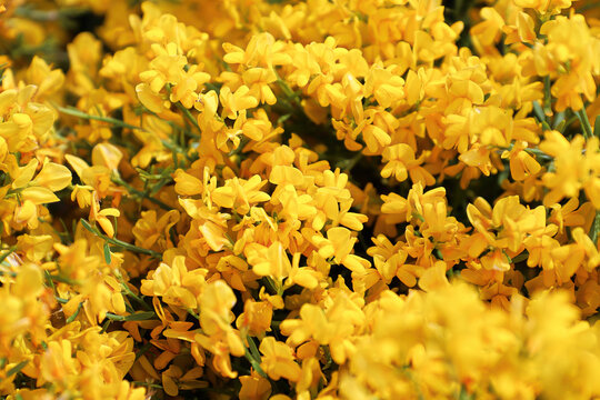 Closeup of golden flowers on a Lydia shrub
