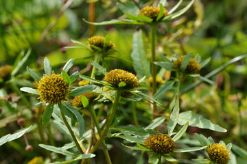 Bidens tripartita flowers close up