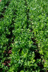 Cultivation of green leaf celery plants