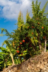 Fototapeta na wymiar Red ripe Punica granatum pomegranatum fruits hanging on tree ready to harvest