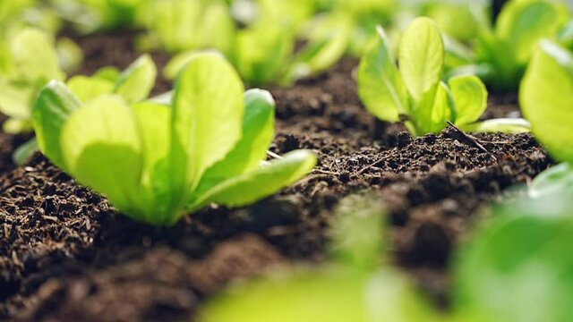Close-up shot handheld of baby cos vegetable in green house with natural sunlight, indoor organic farming, healthy salad leaves, natural system, sustainable growth, eco concept. Healthy agriculture.