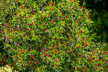 Ripe small red hot chili peppers growing on plant ready to harvest