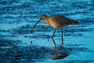 Marbled Godwit