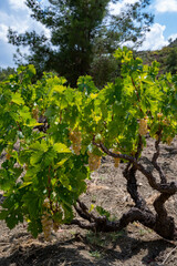 Naklejka premium Wine industry on Cyprus island, bunches of ripe white grapes hanging on Cypriot vineyards located on south slopes of Troodos mountain range.