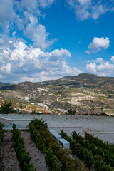 Fototapeta na wymiar Wine industry on Cyprus island, view on Cypriot vineyards with growing grape plants on south slopes of Troodos mountain range near Omodos village