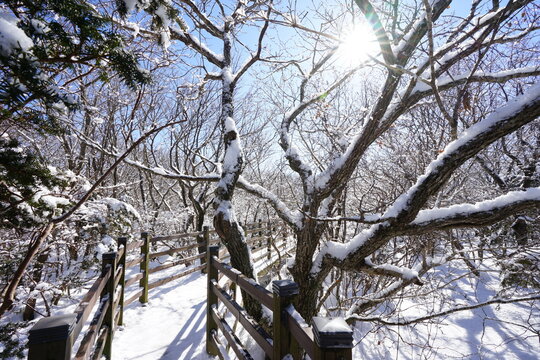 snowy trees and walkway in the forest