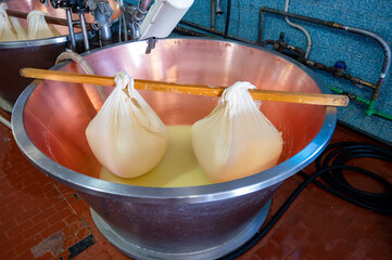 Process of making wheels of parmigiano-reggiano parmesan cheese on small cheese farm in Parma, Italy