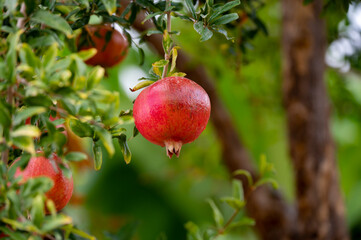 Red ripe Punica granatum pomegranatum fruits hanging on tree ready to harvest