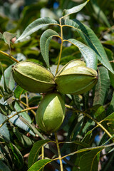 Green pecan nuts ripening on plantations of pecan trees on Cyprus - obrazy, fototapety, plakaty