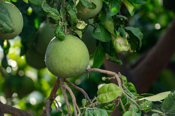 Big round pomelo citrus fruits hanging on trees on pomelo plantations