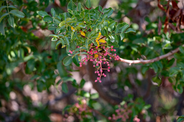 Obraz premium Young unripe pistachio nuts growing on pistachio trees plantation