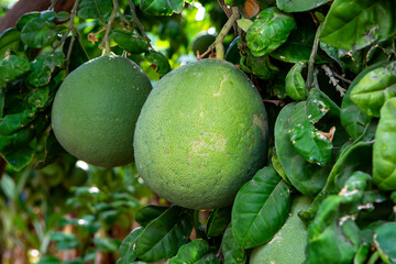 Big round pomelo citrus fruits hanging on trees on pomelo plantations