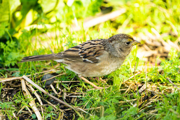 Golden Crowned Sparrow