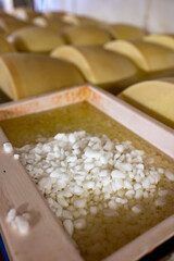 Fototapeta na wymiar Process of making parmigiano-reggiano parmesan cheese on small cheese farm in Parma, Italy, salting room, wheels brining in brine bath to absorb salt for 20–25 days