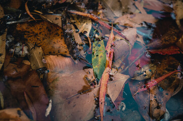 Leaves in the water