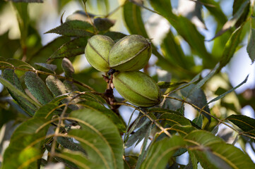 Green pecan nuts ripening on plantations of pecan trees on Cyprus