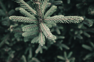 fir tree branch