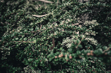 Tree branches