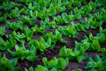 Italian greenhouse with rows of young organic green lettuce salad plants