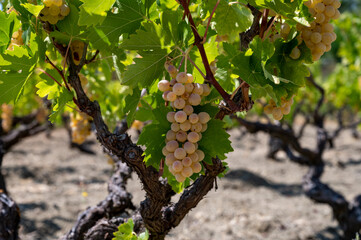 Wine industry on Cyprus island, bunches of ripe white grapes hanging on Cypriot vineyards located on south slopes of Troodos mountain range.