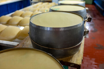 Process of making parmigiano-reggiano parmesan cheese on small cheese farm in Parma, Italy, stainless steel buckles with cheese wheels in salting room with brine baths to absorb salt