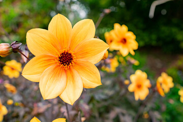Close up shot of Dahlia Moonfire blossom