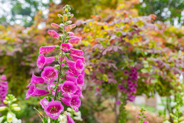 Obraz premium Close up shot of Digitalis purpurea blossom