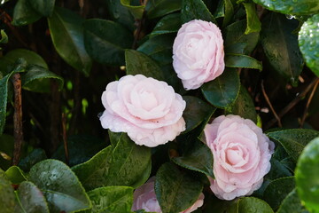 Close up shot of the beautiful Japanese camellia blossom