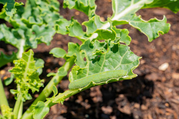 Close up shot of a big Caterpillar on kale leaf
