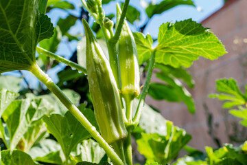 Growing Okra in farm garden