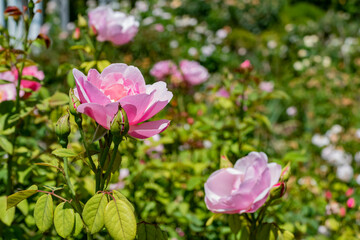 Close up shot of pink rose blossom