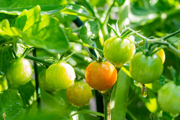 Growing tomato in farm garden