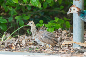 Beautiful female peacock and her child