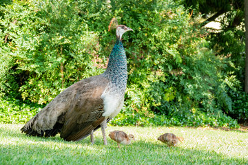Beautiful female peacock and her child © Kit Leong