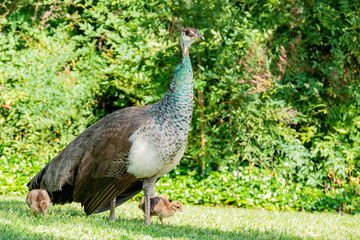Beautiful female peacock and her child